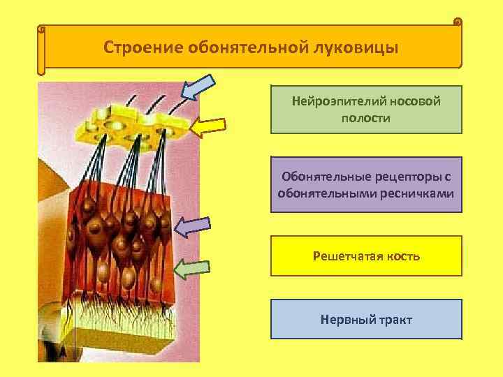 Строение обонятельной луковицы Нейроэпителий носовой полости Обонятельные рецепторы с обонятельными ресничками Решетчатая кость Нервный