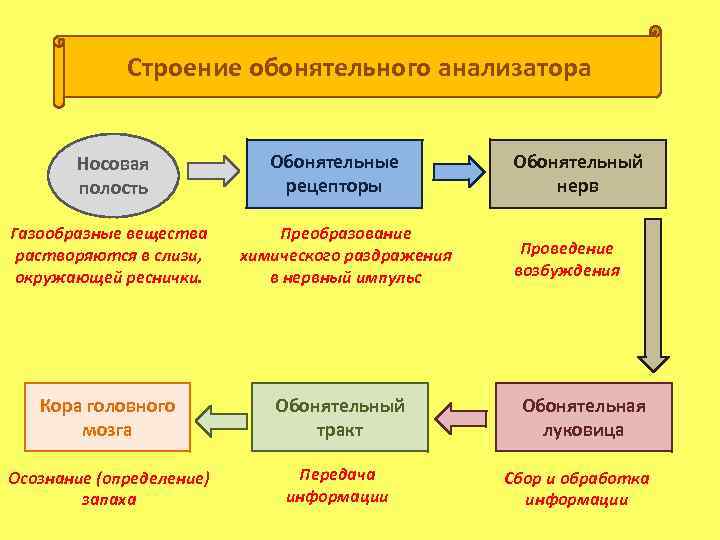 Строение обонятельного анализатора Носовая полость Газообразные вещества растворяются в слизи, окружающей реснички. Обонятельные рецепторы