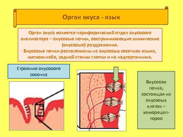 Органы осязания обоняния вкуса презентация