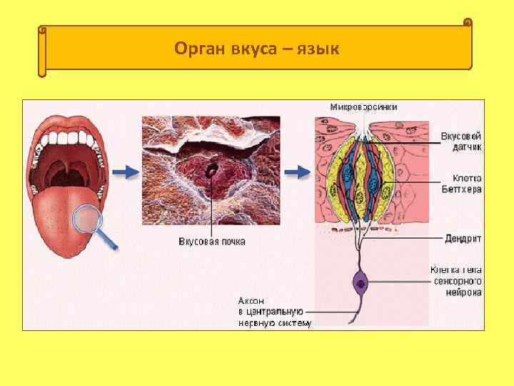 Орган осязания обоняния и вкуса презентация 8 класс по биологии