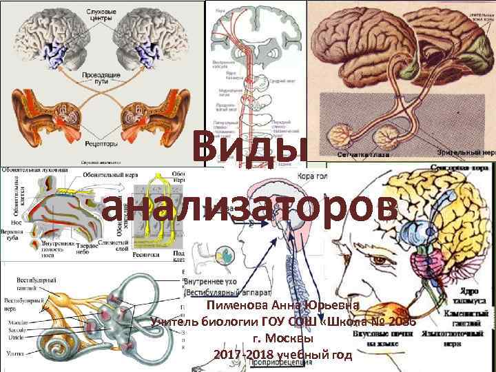 Виды анализаторов Пименова Анна Юрьевна Учитель биологии ГОУ СОШ «Школа № 2086 г. Москвы