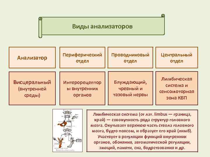 Висцеральный анализатор периферический отдел рецепторы. Висцеральный анализатор периферический проводниковый отделы. Висцеральный анализатор Центральный отдел. Сенсомоторный анализатора Центральный отдел.