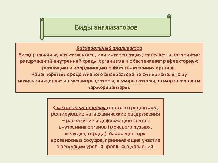 Виды анализаторов Висцеральный анализатор Висцеральная чувствительность, или интероцепция, отвечает за восприятие раздражений внутренней среды