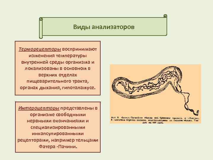 Виды анализаторов Терморецепторы воспринимают изменения температуры внутренней среды организма и локализованы в основном в