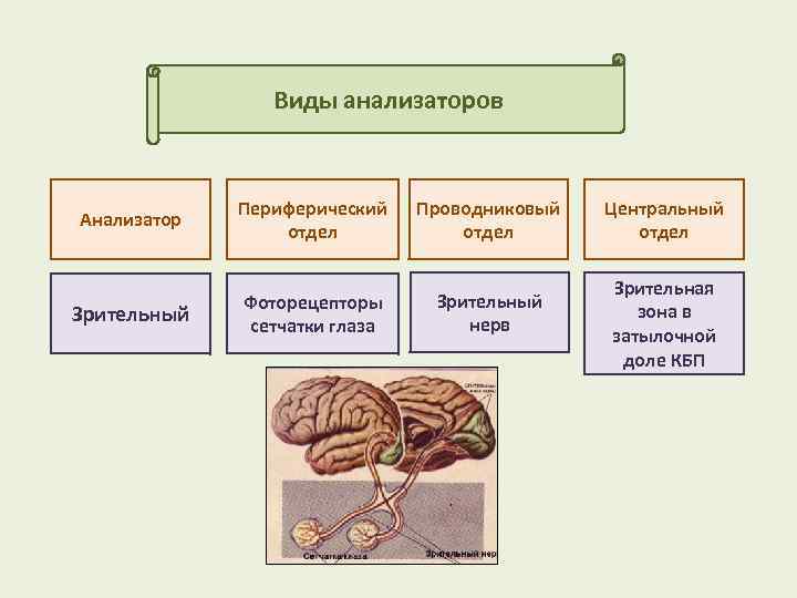 Анализаторы егэ биология презентация