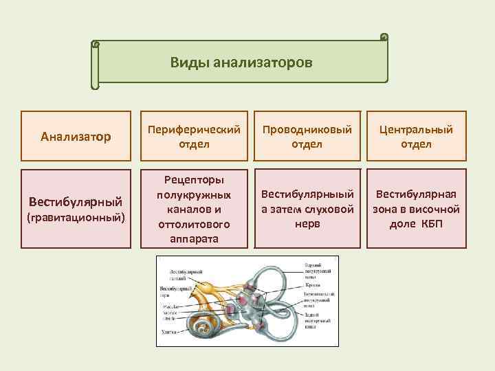 Выберите название отделов анализатора. Периферический отдел вестибулярного анализатора рецепторы. Схема анализатора периферического отдела. Анализаторы периферический отдел проводниковый отдел. Схема периферической части вестибулярного анализатора.