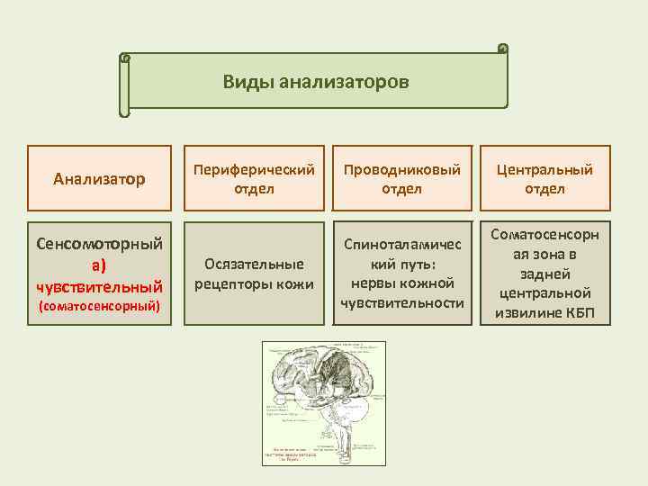 Периферический отдел соматосенсорного анализатора. Периферический отдел чувствительного анализатора. Сенсомоторный анализатор проводниковый отдел. «Виды анализаторов». Периферический проводниковый отдел.