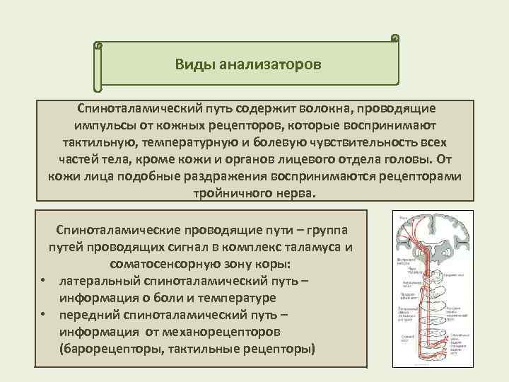 Виды анализаторов Спиноталамический путь содержит волокна, проводящие импульсы от кожных рецепторов, которые воспринимают тактильную,