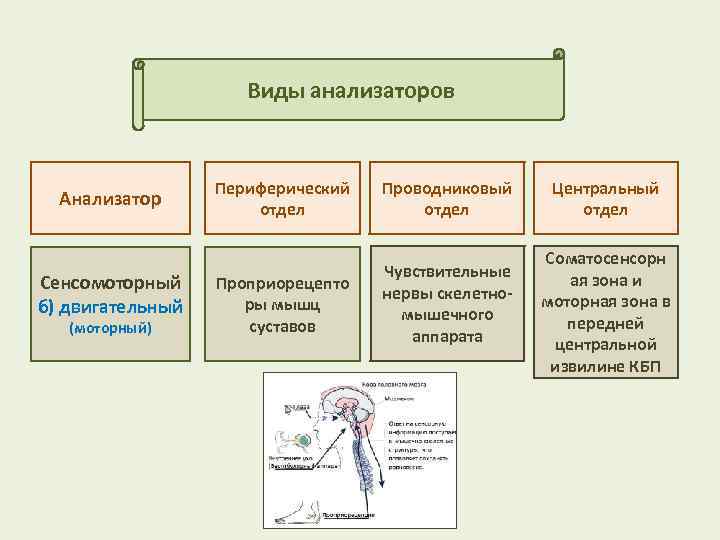 Какой из отделов анализатора обрабатывает поступившую информацию