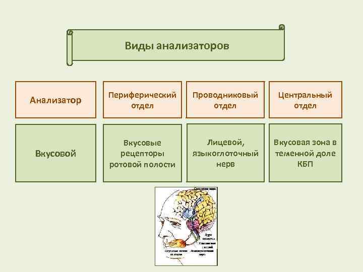 Дополните схему строения периферического отдела вкусового анализатора