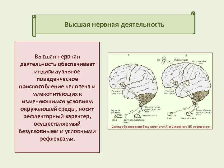 Внд это. Процессы высшей нервной деятельности. Строение высшей нервной деятельности человека. Высшая нервная деятельность строение. Физиология высшей нервной деятельности схема.