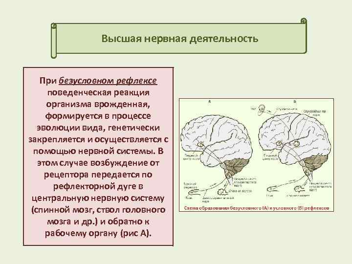 Условно рефлекторной деятельности человека