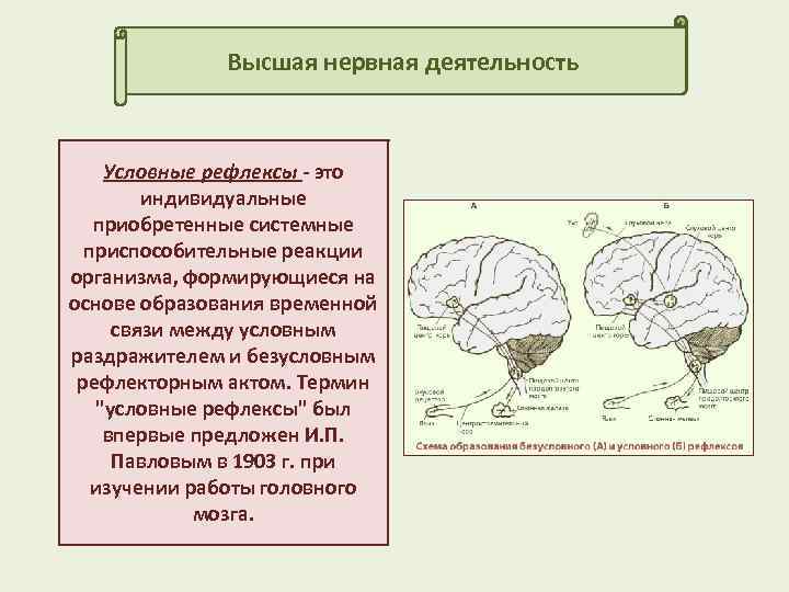 Внд условные и безусловные рефлексы презентация