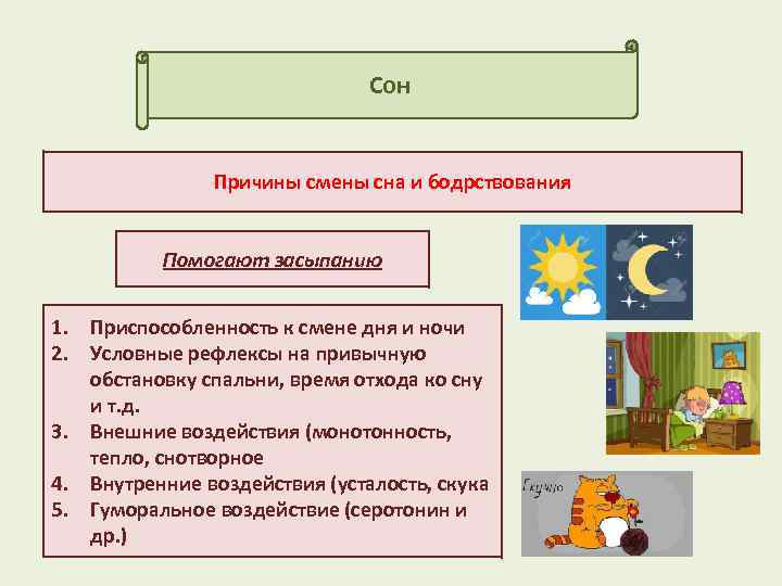 Презентация сон и бодрствование 8 класс пасечник