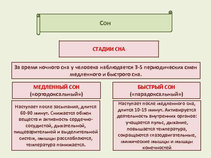 Сон СТАДИИ СНА За время ночного сна у человека наблюдается 3 -5 периодических смен