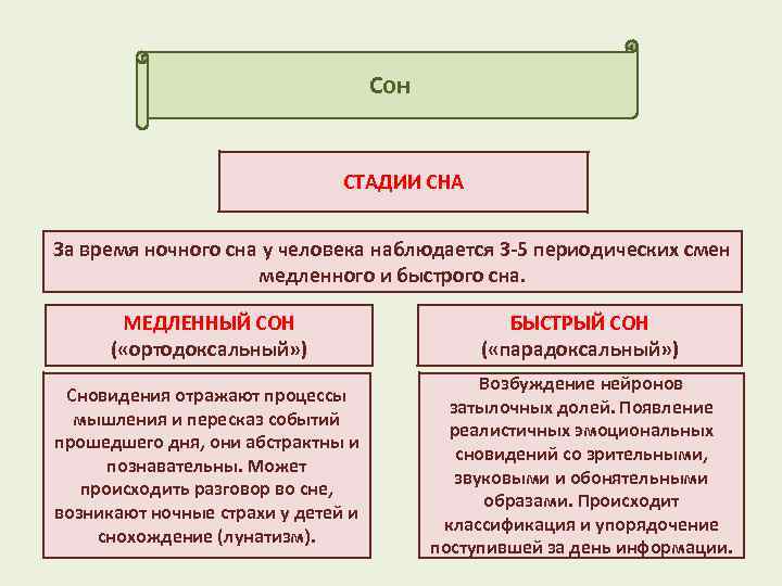 Сон СТАДИИ СНА За время ночного сна у человека наблюдается 3 -5 периодических смен