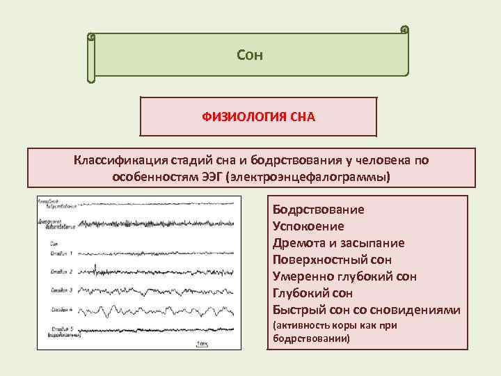 Сон ФИЗИОЛОГИЯ СНА Классификация стадий сна и бодрствования у человека по особенностям ЭЭГ (электроэнцефалограммы)