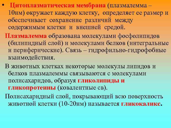  • Цитоплазматическая мембрана (плазмалемма – 10 нм) окружает каждую клетку, определяет ее размер