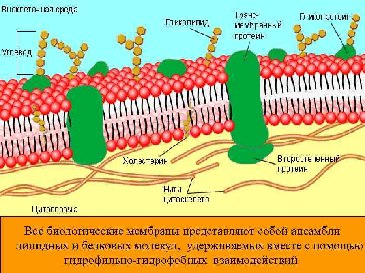 Все биологические мембраны представляют собой ансамбли липидных и белковых молекул, удерживаемых вместе с помощью