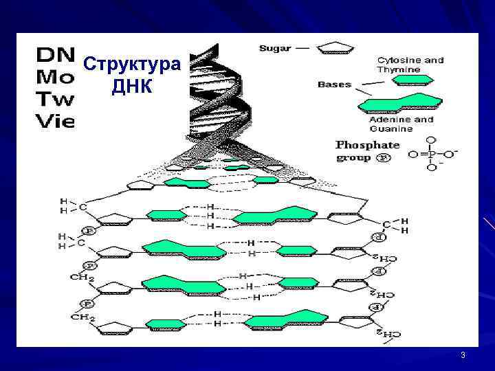 Структура ДНК 3 