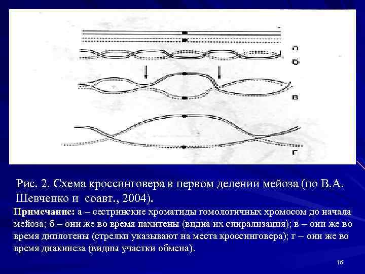 Рис. 2. Схема кроссинговера в первом делении мейоза (по В. А. Шевченко и соавт.