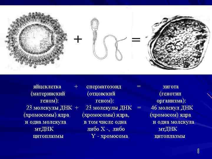 яйцеклетка + сперматозоид = (материнский (отцовский геном): 23 молекулы ДНК + 23 молекулы ДНК