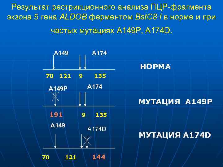 Результат рестрикционного анализа ПЦР-фрагмента экзона 5 гена ALDOB ферментом Bst. C 8 I в