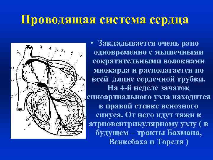 В состав проводящей системы входят. Проводящая система сердца. Физиология проводящей системы сердца. Проводниковая система сердца. Узлы и пучки проводящей системы сердца.