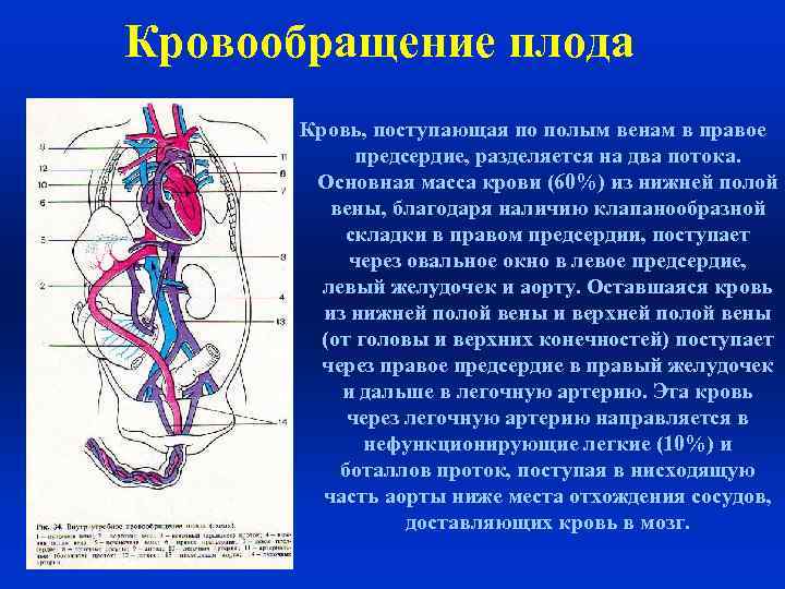 Анатомо физиологические особенности сердечно сосудистой системы. Афо системы кровообращения у детей. Афо кровообращения плода. У плода в правом предсердии кровь. Кровообращение плода КРС.