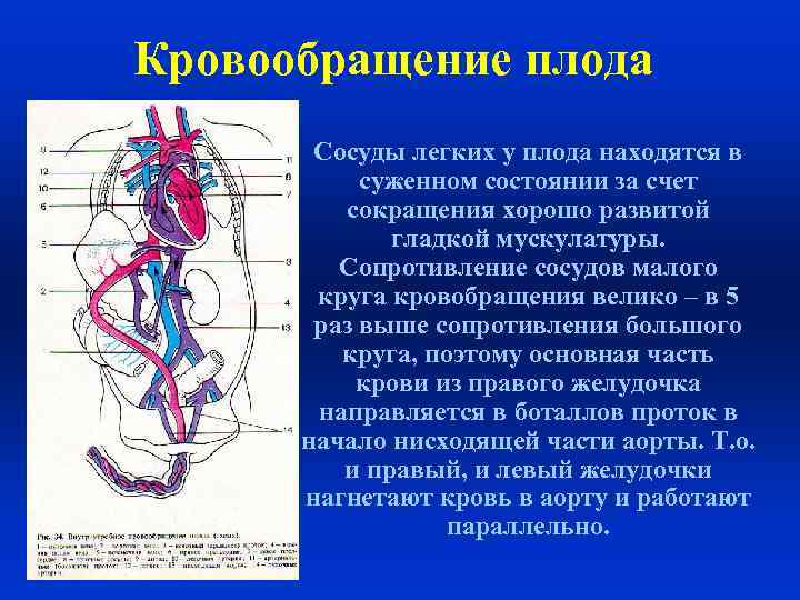 Сосуды плода рисунок