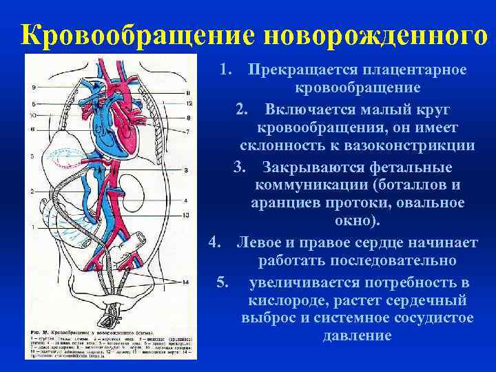 Афо сердечно сосудистой системы у новорожденных презентация