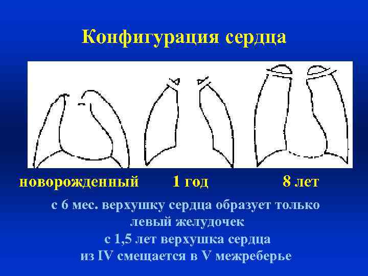 Конфигурация сердца новорожденный 1 год 8 лет с 6 мес. верхушку сердца образует только