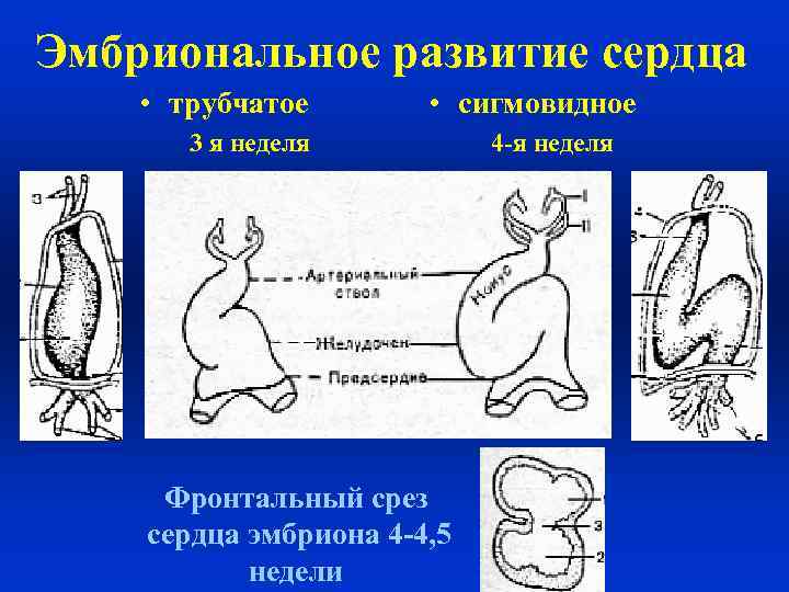 Развитие сердца. Эмбриональное развитие сердца. Развитие сердца у эмбриона. Эмбриональное развитие сердечно-сосудистой системы. Эмбриональные источники развития сердца.