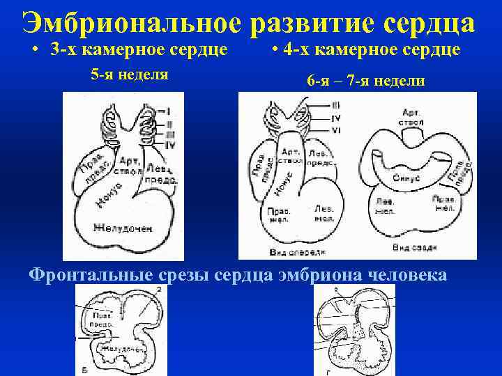 Сердце с тремя парами щелевидных отверстий. Сердце эмбриона человека. Развитие сердца схема. Сердце у человека камерн7ое. Эмбриональное развитие сердца.