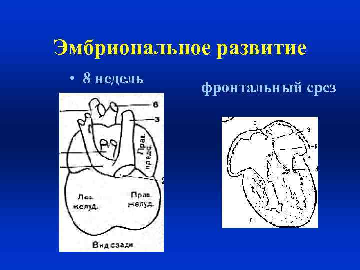 Эмбриональное развитие • 8 недель фронтальный срез 