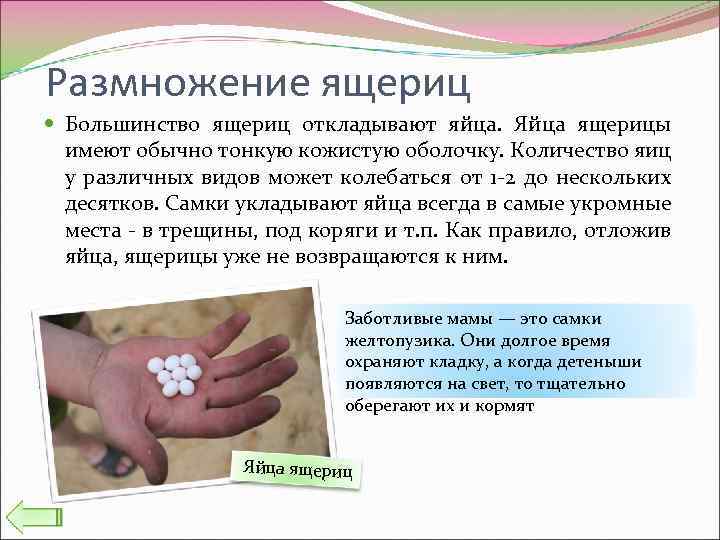 Размножение ящериц Большинство ящериц откладывают яйца. Яйца ящерицы имеют обычно тонкую кожистую оболочку. Количество