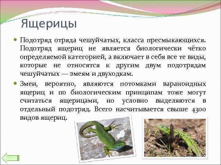 Ящерицы Подотряда чешуйчатых, класса пресмыкающихся. Подотряд ящериц не является биологически чётко определяемой категорией, а