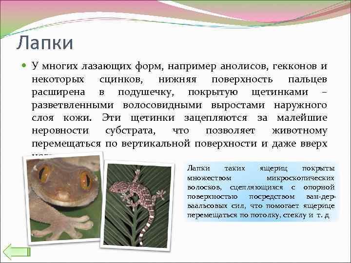 Лапки У многих лазающих форм, например анолисов, гекконов и некоторых сцинков, нижняя поверхность пальцев