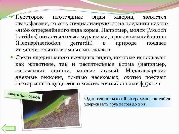  Некоторые плотоядные виды ящериц являются стенофагами, то есть специализируются на поедании какого -либо