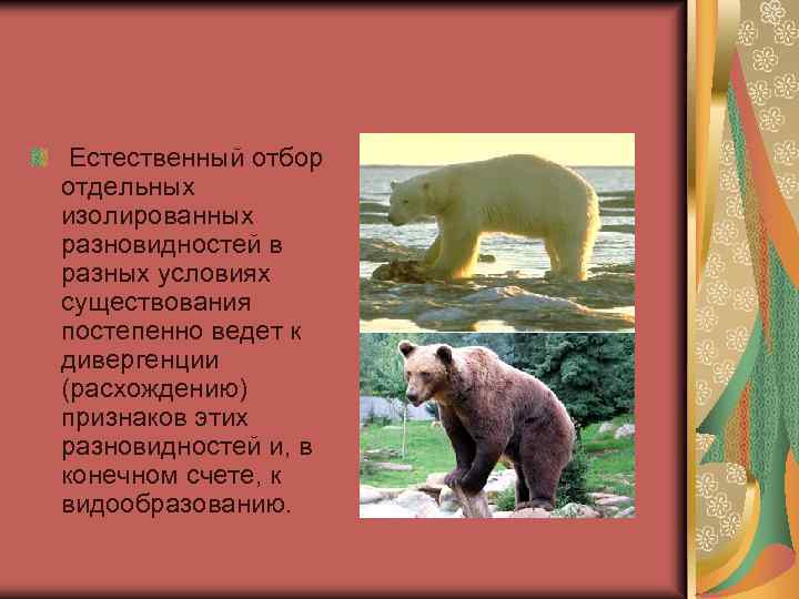 Естественный отбор отдельных изолированных разновидностей в разных условиях существования постепенно ведет к дивергенции (расхождению)