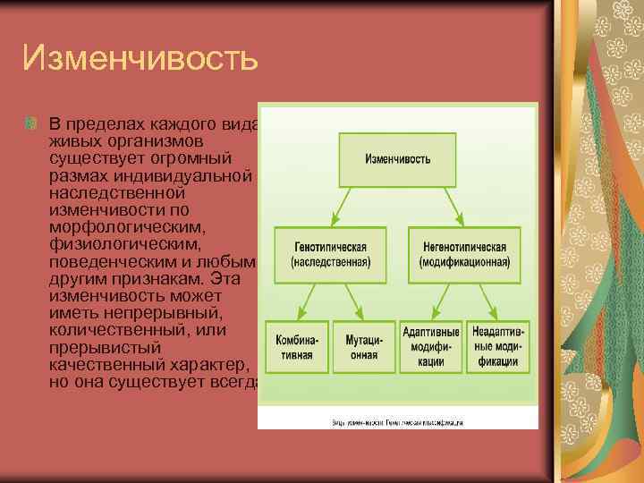 Изменчивость В пределах каждого вида живых организмов существует огромный размах индивидуальной наследственной изменчивости по