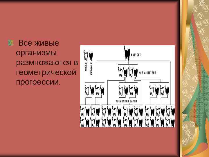 Все живые организмы размножаются в геометрической прогрессии. 