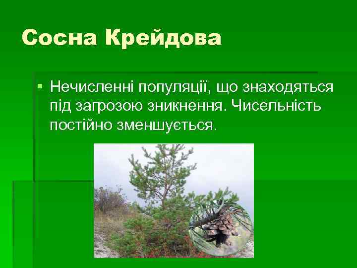 Сосна Крейдова § Нечисленні популяції, що знаходяться під загрозою зникнення. Чисельність постійно зменшується. 