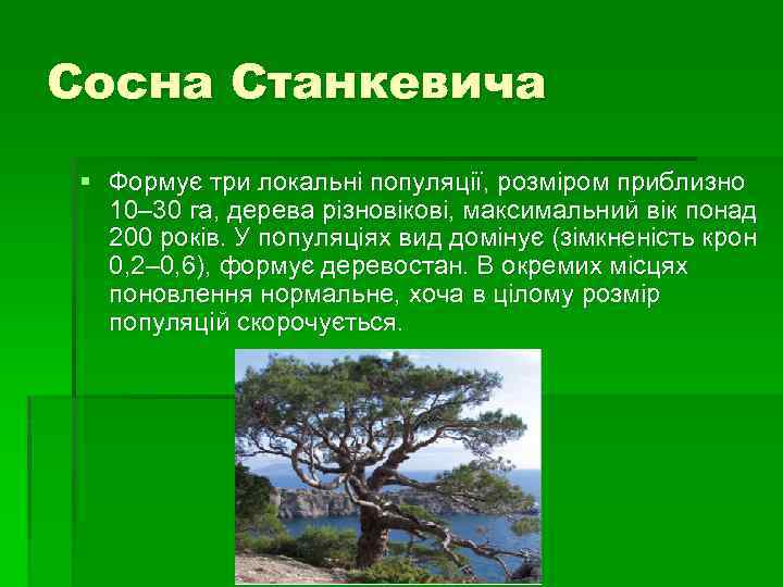Сосна Станкевича § Формує три локальні популяції, розміром приблизно 10– 30 га, дерева різновікові,