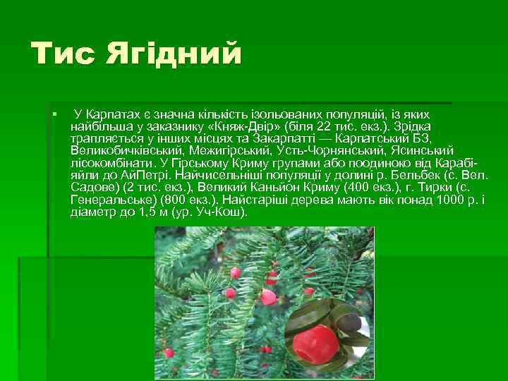 Тис Ягідний § У Карпатах є значна кількість ізольованих популяцій, із яких найбільша у