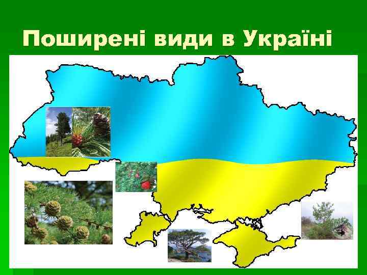 Поширені види в Україні 