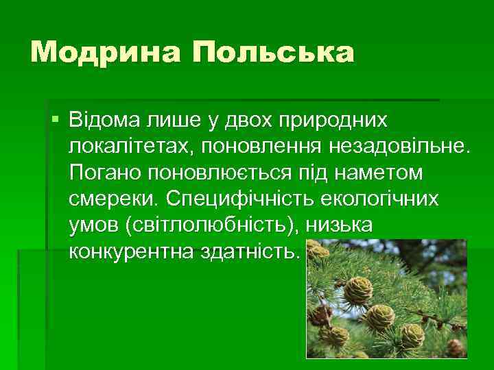 Модрина Польська § Відома лише у двох природних локалітетах, поновлення незадовільне. Погано поновлюється під