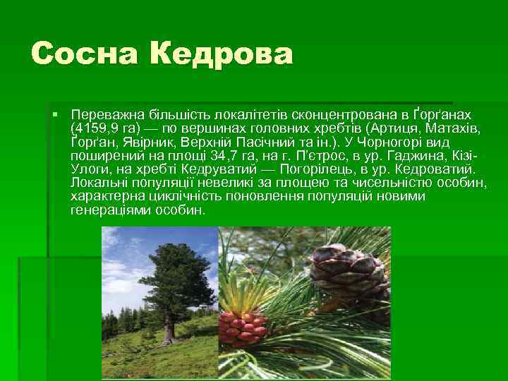 Сосна Кедрова § Переважна більшість локалітетів сконцентрована в Ґорґанах (4159, 9 га) — по