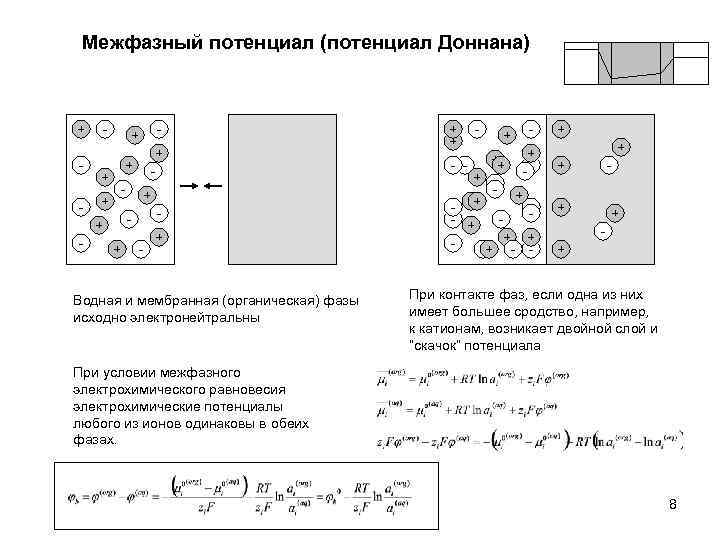 Межфазный потенциал (потенциал Доннана) + - + + - - - + - Водная