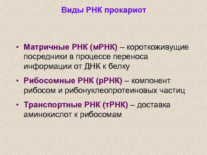 Виды РНК прокариот • Матричные РНК (м. РНК) – короткоживущие посредники в процессе переноса